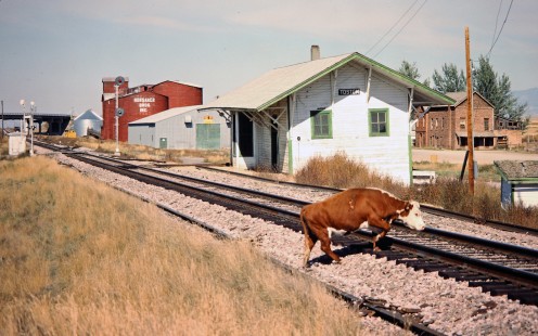 BN, Toston, Montana, 1984